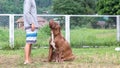 female pitbull A complete large breed mother alongside the man, a brown and white pit bull in a dog breeding farm in Thailand