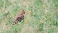 Female Plain-backed Sparrow (Passer flaveolus) walking on the green grass.