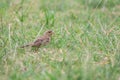 Female Plain-backed Sparrow (Passer flaveolus) walking on the green grass.