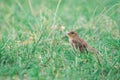 Female Plain-backed Sparrow (Passer flaveolus) walking on the green grass.