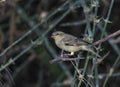 Female Plain-backed Sparrow