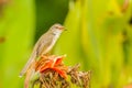 Female of Plain Prinia Royalty Free Stock Photo