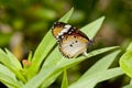 Female Plain Tiger Danaus chrysippus butterfly Royalty Free Stock Photo