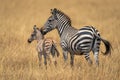 Female plains zebra stands nuzzling young foal Royalty Free Stock Photo