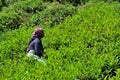 Female plantation laborer harvests tea in crop fields Cameron Highlands Malaysia Royalty Free Stock Photo