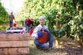 Female plantation worker squatting with bucket of plums Royalty Free Stock Photo