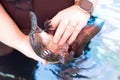 Platypus at Healesville Sanctuary