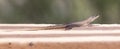 Female Platysaurus lizard on a rock in Mapungubwe, South Africa.