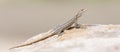 Female Platysaurus lizard on a rock in Mapungubwe, South Africa.