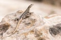 Female Platysaurus lizard on a rock in Mapungubwe, South Africa.