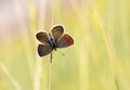 Female Plebejus idas , The Idas blue or northern blue butterfly Royalty Free Stock Photo