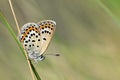 Female Plebejus idas , The Idas blue or northern blue butterfly