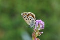 Female Plebejus idas , The Idas blue or northern blue butterfly on flower Royalty Free Stock Photo