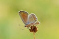 Female Plebejus loewii , the large jewel blue butterfly on flower