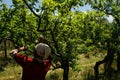 Female plum fruit picker Royalty Free Stock Photo