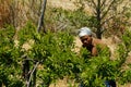 Female plum fruit picker