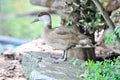 Female pochard red headed diving duck in a pond