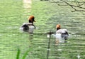 Female pochard red headed diving duck in a pond