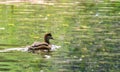 Female pochard red headed diving duck in a pond