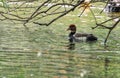 Female pochard red headed diving duck in a pond