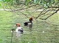 Female pochard red headed diving duck in a pond