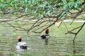 Female pochard red headed diving duck in a pond