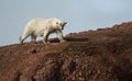 Female Polar Bear with collar on AndÃÂ¸yane, Liefdefjorden, Spitsbergen Royalty Free Stock Photo