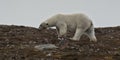 Female Polar Bear with collar on AndÃÂ¸yane, Liefdefjorden, Spitsbergen Royalty Free Stock Photo