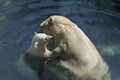 Female polar bear playing with her little cub. and they are embracing in the water Royalty Free Stock Photo