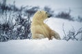 Female polar bear sitting in Canadian Arctic