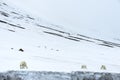 Female polar bear followed by two yearling cubs , Svalbard Archipelago, Norway