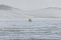 Female polar bear, Svalbard Archipelago, Norway