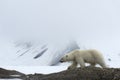 Female polar bear walking, Svalbard Archipelago, Norway