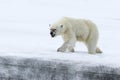 Female polar bear, Svalbard Archipelago, Norway