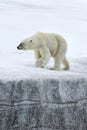 Female polar bear, Svalbard Archipelago, Norway