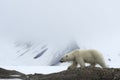 Female polar bear, Svalbard Archipelago, Norway