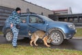 Female police officer with a trained dog sniffs out drugs or bomb in the car. Terrorist attacks prevention. Security. German Royalty Free Stock Photo