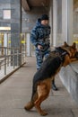 Female police officer with a trained german shepherd dog sniffs out drugs or bomb in luggage