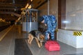 Female police officer with a trained german shepherd dog sniffs out drugs or bomb in luggage. Subway station.