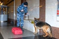 Female police officer with a trained german shepherd dog sniffs out drugs or bomb in luggage. Translations for non-English text: `