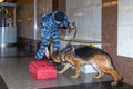 Female police officer with a trained german shepherd dog sniffs out drugs or bomb in luggage. Subway station. Translations for non