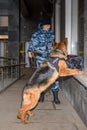 Female police officer with a trained german shepherd dog sniffs out drugs or bomb in luggage