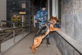 Female police officer with a trained german shepherd dog sniffs out drugs or bomb in luggage
