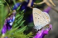 Female Polyommatus amandus , The Amanda`s blue butterfly Royalty Free Stock Photo