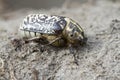 Female Polyphylla fullo sitting in the sand. Royalty Free Stock Photo