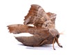 Female of Poplar hawk-moth (Laothoe populi) Royalty Free Stock Photo