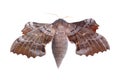 Female of Poplar hawk-moth (Laothoe populi) Royalty Free Stock Photo