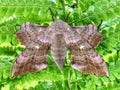 Poplar Hawk Moth Resting Royalty Free Stock Photo