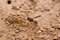 Female Potter wasp building her nest out of sand