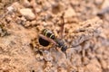 Female Potter wasp climbing out of her nest
